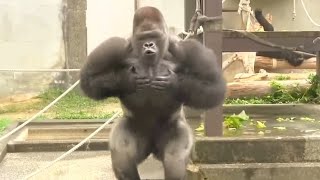 GORILLA POUNDING CHEST SUPERCUT [upl. by Kurtis839]