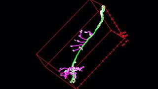 Example of 3D Tracing in Simple Neurite Tracer [upl. by Gambrill]