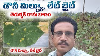 Downy Mildew Late Blight Diseases లేట్ బ్లైట్ డౌనీ మిల్డ్యూ తెగులు  తీగ జాతి కూరగాయలు [upl. by Nal]