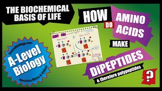 How Amino Acids form Dipeptides and therefore polypeptides  Proteins  A Level Biology [upl. by Brande870]