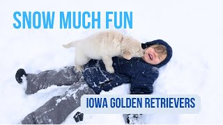 7 week old Golden Retriever puppies snow play with kids [upl. by Mickelson]