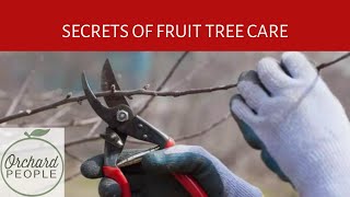 Three Secrets of Young Fruit Tree Care  Orchard People [upl. by Maison404]