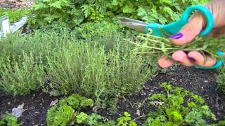 Harvesting Thyme [upl. by Agnella]