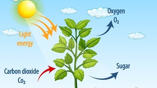 Photosynthesis Process In Plants [upl. by Arquit]