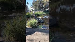 La Brea Tar Pits in Los Angeles CA labrea losangeles california fossils [upl. by Aidnis79]