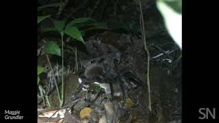 Watch what happens when a tarantula encounters a baby opossum  Science News [upl. by Llerral382]