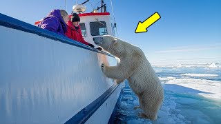 Eisbär versucht verzweifelt die Matrosen zu warnen – Als sie den Grund sehen erblassen sie [upl. by Teik]