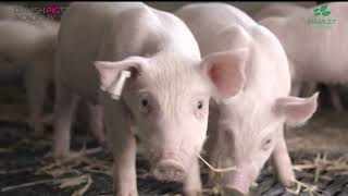 PIG FACTS HP 300 an enzymatically treated soy protein [upl. by Hogle]