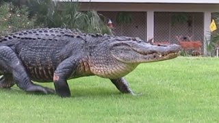 Check Out the Gator So Huge Even Deer Stop and Stare [upl. by Camarata]