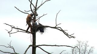 Great Blue Heron Cam Behind the Scenes [upl. by Wolfort]