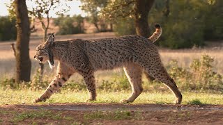 Large male Iberian Lynx taking a stroll [upl. by Dearman970]