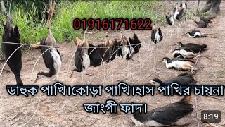 white breasted waterhen bird trapbird trap catchingHow To Make Gallinule Bird Trap [upl. by Bax]