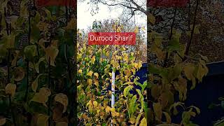 🕋🇬🇧Durood Sharifsalawat ukvlog arabic explore music [upl. by Ynned739]