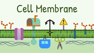 Cell Membrane Structure amp Functions  Membrane Lipids Membrane Proteins and Carbohydrates [upl. by Nade]