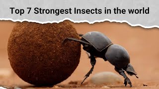 Top 7 Strongest Insects in the world [upl. by Lynnelle752]