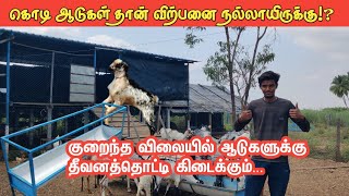 கொடி ஆடுகள் தான் விற்பனை நல்லாயிருக்கு ⁉️ குறைந்த விலையில் தீவன Feeder விற்பனைச் செய்கிறோம் [upl. by Fontana394]