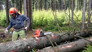 Felling of trees chainsaw Husqvarna 562 XP [upl. by Ysiad]