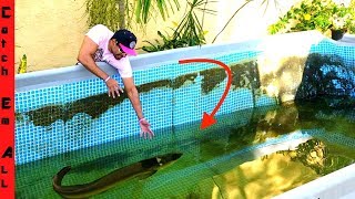 MONSTER FISH in My POOL POND What Happened [upl. by Lacie327]