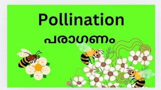 pollination [upl. by Anali]