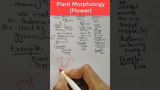 Flower Morphology Insertion of Floral Leaves on Thalamus Plant Morphology [upl. by Luana]