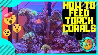 How To Feed Torch Corals  Using Reef Nutrition Products [upl. by Telrahc48]