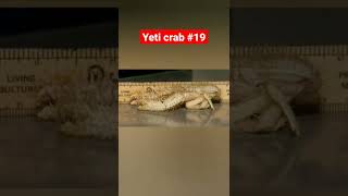 yeti crab 19 yeticrab animaloftheday salt white hair carnivore shell pacific ocean claw [upl. by Ytinirt]