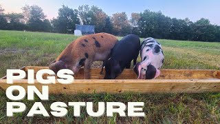 How We Keep Our Pigs Happy On Pasture [upl. by Mchugh]