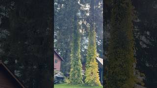 😍WOW Vines Growing on Pine Trees in Juneau alaska vines [upl. by Jeffrey]