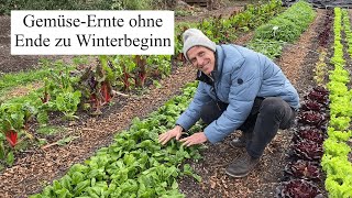 GemüseErnte ohne Ende zu Winterbeginn 🍀Herrliches Frischgemüse aus der kalten Jahreszeit [upl. by Ludly]