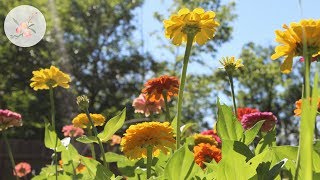 Growing Zinnias for More Flower Blooms in the Cut Flower Garden [upl. by Ahsinut]