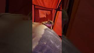 i set up a tent inside my house flying squirrel [upl. by Sikorski]