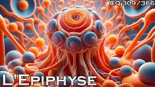 LEpiphyse et la Mélatonine  CQ309 [upl. by Hay282]