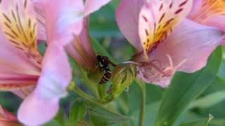 Nectar Robbery by Paper Wasp フタモンアシナガバチ♀がユリズイセンの花で盗蜜 [upl. by Zebada]