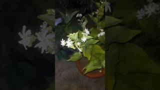 Harsingar Flowers 💐 shorts gardening plants youtubeshorts [upl. by Yetnom]