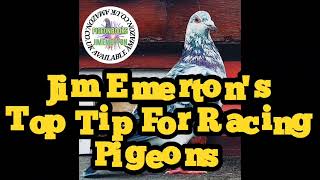 Racing Pigeons Top Tip Pigeon Racing Jim Emerton Books [upl. by Lorita]