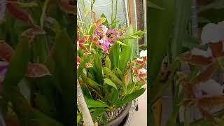 a NoID Miltonia huge beautiful Orchid hybride short orchidcollection flower [upl. by Jabe]