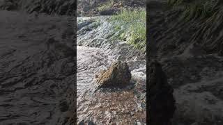 Unshakeable rock ytshorts nature clam beautyofnature shorts viralshort [upl. by Groveman]