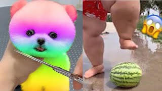 2024 Chó Phốc Sóc Mini 😍 Funny and Cute Pomeranian💖20 直 [upl. by Jilleen]