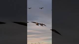 Hahah Crazy Goose Shot 😂😆  Goose Hunting in Canada goosehunting geese viral [upl. by Vivi]