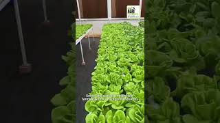 Explore the future of farming with hydroponics 🌱 [upl. by Nyliac]