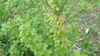 Growing Currants gooseberries and more in the garden [upl. by Shaya713]