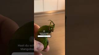 Mangobaum ganz einfach selber ziehen✅ mango diy shorts lifehack food plants [upl. by Kopans934]