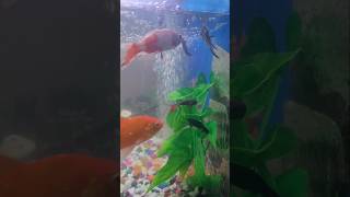 Beautiful color fish in Aquarium [upl. by Nylkcaj57]