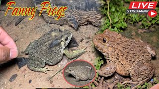 🐸Boing boing catching froggy funny  wep wep catch frogs make you laugh Part 9 funny frogs shorts [upl. by Heck]