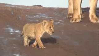 Lion Cubs Growling in the Serengeti [upl. by Odlonra493]