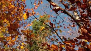 Wind Sounds 1 Hour  Wind Blowing Through Autumn Forest [upl. by Haimerej]