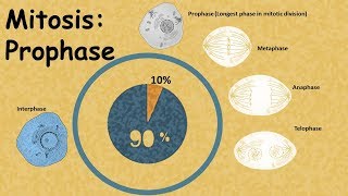 Mitosis  Prophase details [upl. by Enegue249]