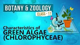 Characteristics of Green Algae  Chlorophyceae   Kingdom Plantae  Biology Class 11 [upl. by Inohtna]