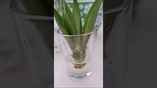 Foxtail Agave Agave Attenuata Propagation by Leaf  Stem Cuttings in Soil and Water for 24 Days [upl. by Lazare]