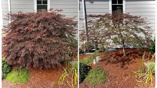 Before amp After pruning a Japanese laceleaf Japanese maple  previously unpruned on Camano Island WA [upl. by Wendall]